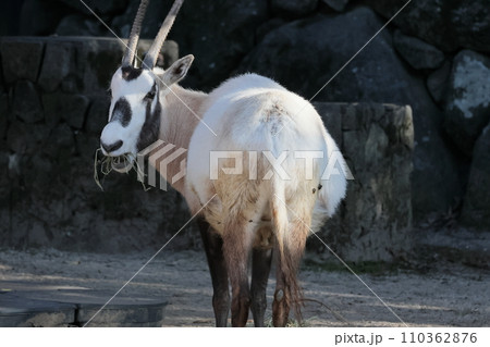 アラビアオリックス アラビアオリックス 110362876