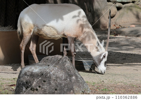 アラビアオリックス 110362886