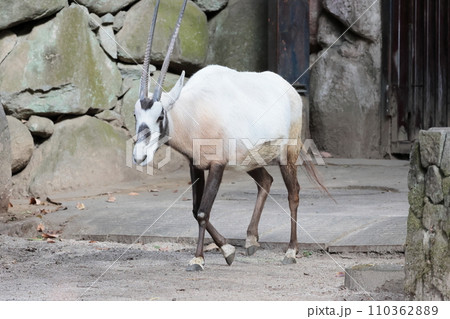 アラビアオリックス 110362889