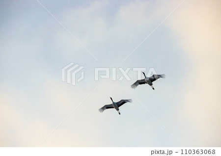 夕焼け空をタンチョウが飛ぶ 110363068