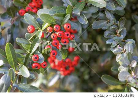 トキワサンザシの赤い実 トキワサンザシの赤い実 110363299