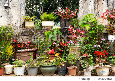 Many potted flowery plants standing outdoors. Many potted flowery plants standing outdoors. 110363468