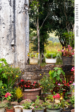 Many potted flowery plants standing outdoors. Many potted flowery plants standing outdoors. 110363471