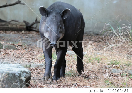 ベアードバク 110363481