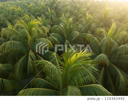 Aerial view of coconut trees farm in sunrise Aerial view of coconut trees farm in sunrise 110363492