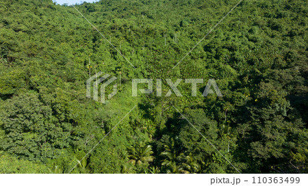 Aerial view of tropical forest landscape 110363499