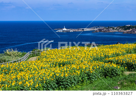 【新潟県_佐渡島】青い海と向日葵のコントラストが見事 7月 8月 【新潟県_佐渡島】青い海と向日葵のコントラストが見事 7月 8月 110363827