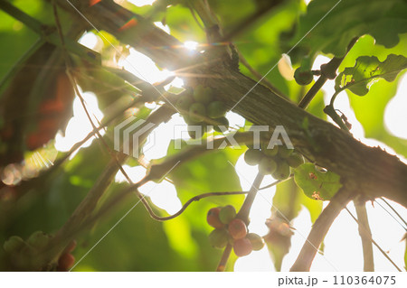 Coffee beans grow on tree 110364075