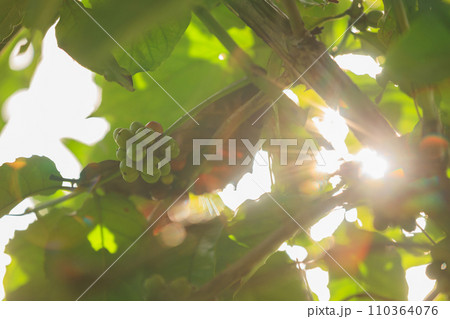 Coffee beans grow on tree 110364076