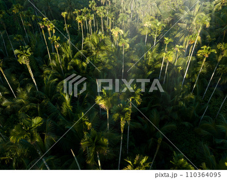 Palm trees in tropical forest 110364095