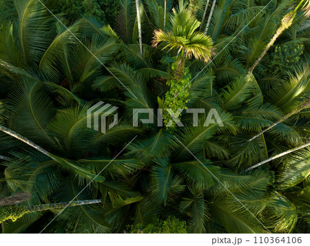 Palm trees in tropical forest 110364106
