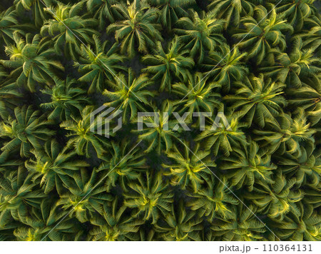 Aerial view of king coconut trees farm Aerial view of king coconut trees farm 110364131