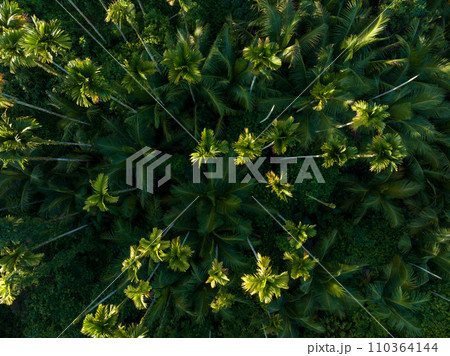 Palm trees in tropical forest 110364144