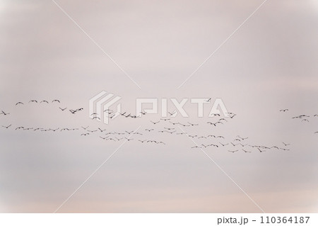 Flying cranes flock against blue sky 110364187