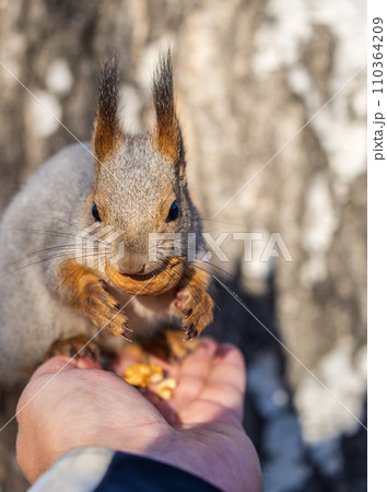 A squirrel in the autumn eats nuts from a human hand. Eurasian red squirrel, Sciurus vulgaris 110364209