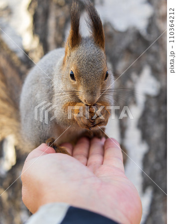 A squirrel in the autumn eats nuts from a human hand. Eurasian red squirrel, Sciurus vulgaris A squirrel in the autumn eats nuts from a human hand. Eurasian red squirrel, Sciurus vulgaris 110364212