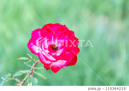 Close-up of a pink rose on green background Close-up of a pink rose on green background 110364228