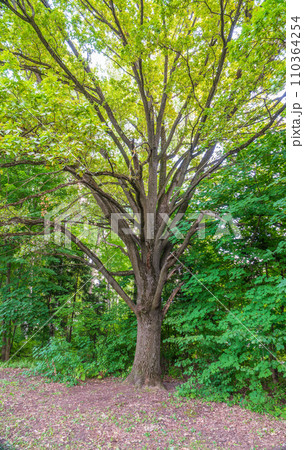 Old big oak tree in summer park 110364254