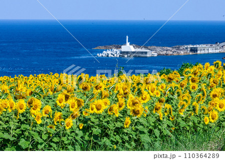 【新潟県_佐渡島】青い海と向日葵のコントラストがお似合いの佐渡ヶ島 7月 8月 110364289