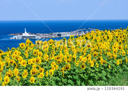 【新潟県_佐渡島】青い海と向日葵のコントラストがお似合いの佐渡ヶ島 7月 8月 110364291