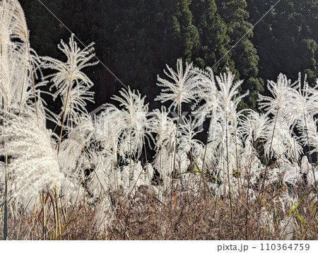 ススキのある風景 110364759