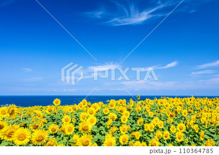 【新潟県_佐渡島】真夏の青い海と青い空とひまわり　7月 8月 110364785