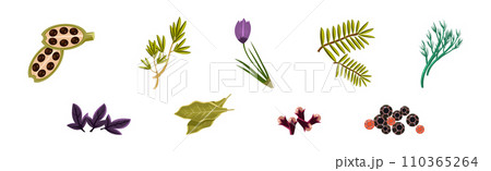 Culinary Aromatic Herbs and Condiment Flat Vector Set 110365264