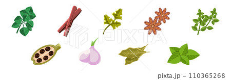 Culinary Aromatic Herbs and Condiment Flat Vector Set 110365268