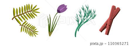 Culinary Aromatic Herbs and Condiment Flat Vector Set Culinary Aromatic Herbs and Condiment Flat Vector Set 110365271