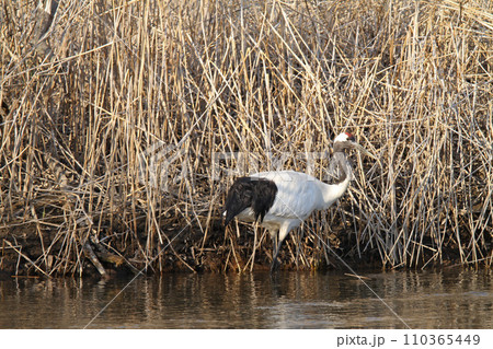釧路川で採食中のタンチョウ タンチョウ 丹頂鶴 ツル 鶴 釧路湿原 釧路川で採食中のタンチョウ タンチョウ 丹頂鶴 ツル 鶴 釧路湿原 110365449