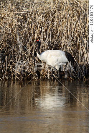 釧路川で採食中のタンチョウ　タンチョウ　丹頂鶴　ツル　鶴　釧路湿原 110365476