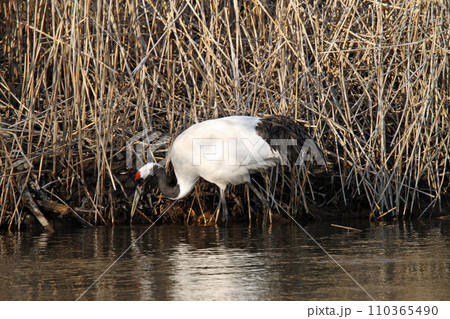 釧路川で採食中のタンチョウ タンチョウ 丹頂鶴 ツル 鶴 釧路湿原 釧路川で採食中のタンチョウ タンチョウ 丹頂鶴 ツル 鶴 釧路湿原 110365490