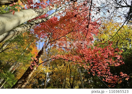 紅葉の塩原渓谷 紅葉の塩原渓谷 110365523