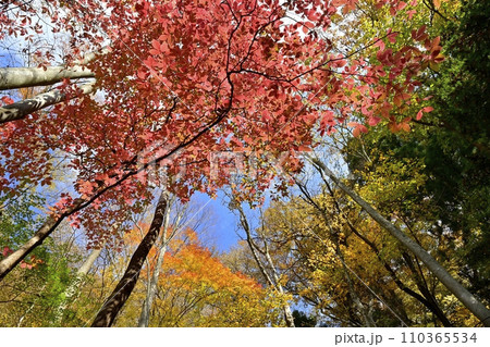 紅葉の塩原渓谷 紅葉の塩原渓谷 110365534