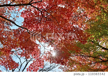 紅葉の塩原渓谷 110365542