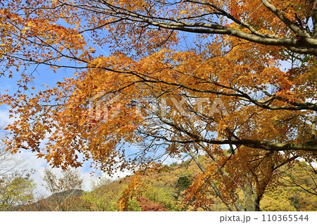 紅葉の塩原渓谷 紅葉の塩原渓谷 110365544