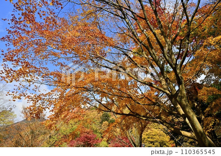 紅葉の塩原渓谷 110365545