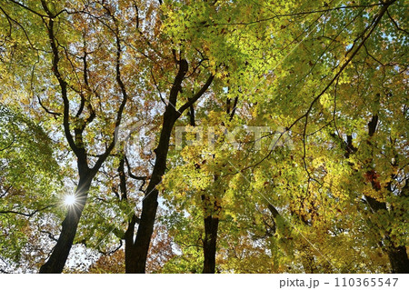 紅葉の塩原渓谷 紅葉の塩原渓谷 110365547