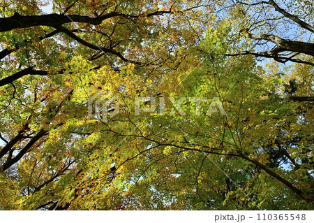 紅葉の塩原渓谷 紅葉の塩原渓谷 110365548