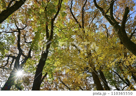 紅葉の塩原渓谷 紅葉の塩原渓谷 110365550