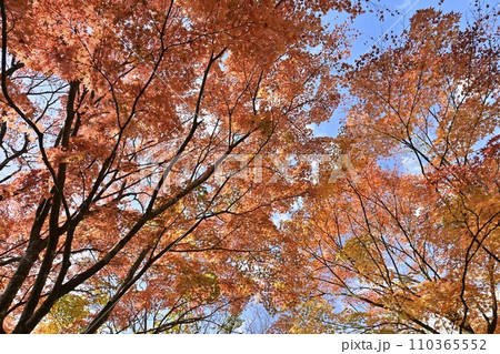 紅葉の塩原渓谷 紅葉の塩原渓谷 110365552