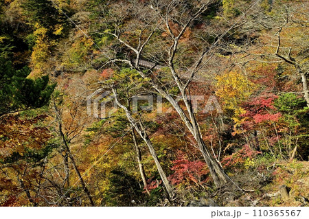 紅葉する塩原渓谷に回顧(みかえり)の吊橋 紅葉する塩原渓谷に回顧(みかえり)の吊橋 110365567