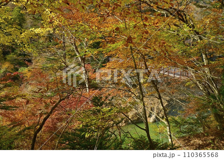 紅葉する塩原渓谷に回顧(みかえり)の吊橋 紅葉する塩原渓谷に回顧(みかえり)の吊橋 110365568