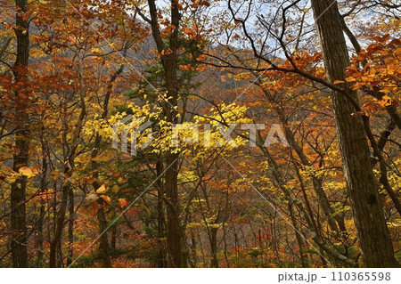 紅葉の塩原渓谷 紅葉の塩原渓谷 110365598