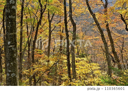 紅葉の塩原渓谷 紅葉の塩原渓谷 110365601