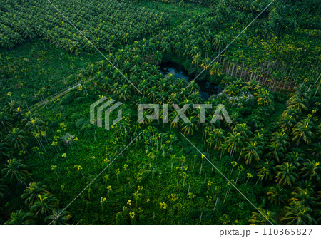 Aerial view of coconut trees farm Aerial view of coconut trees farm 110365827
