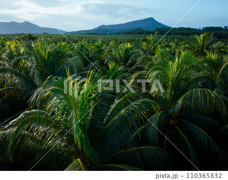 Aerial view of coconut trees farm Aerial view of coconut trees farm 110365832
