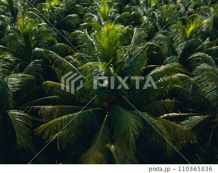 Aerial view of coconut trees farm Aerial view of coconut trees farm 110365836
