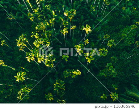 Areca nut trees in tropical forest 110365846
