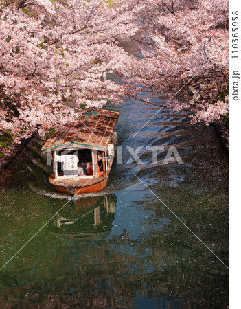 京都伏見の桜並木 110365958